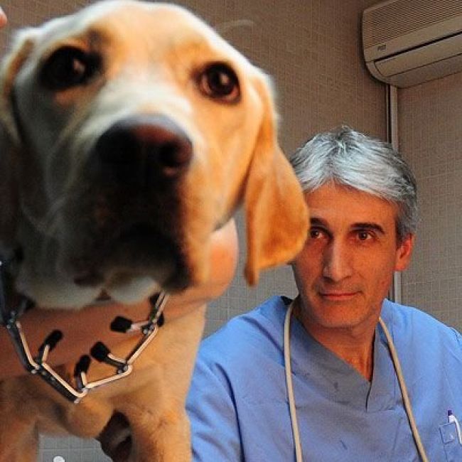 Vicenç Gimeno veterinario en Hospital Veterinari Martorell