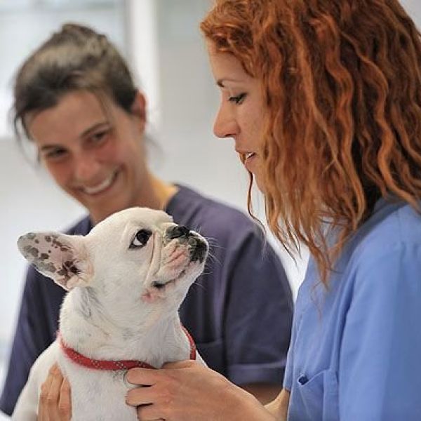 clínica veterinaria Martorell