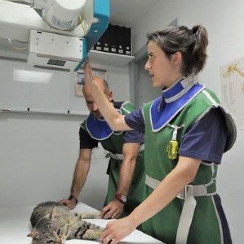 imagen Hospital Veterinari Martorell