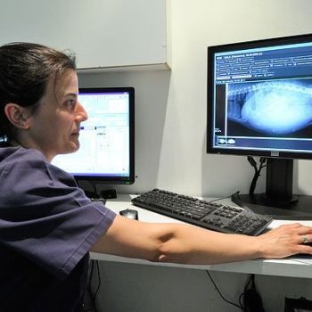 clínicas veterinarias Martorell clínicas veterinarias Martorell