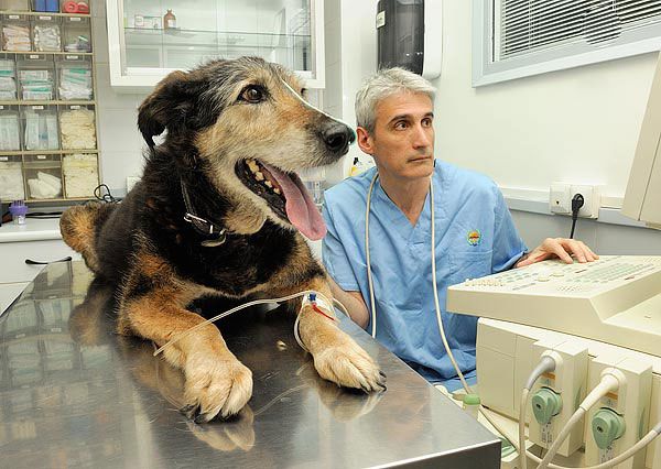 centro hospitalario veterinario en Martorell